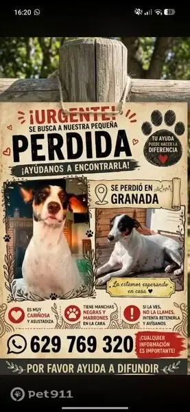 Perro perdido, hembra, Venta Nueva, Andalucía, Priego de Cordoba — blanca con manchas negras y marrones - photo