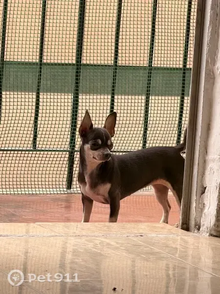 Perro perdido, Carrer d'Eusebi Estada, 1, Palma — hembra gris de pelo corto - photo