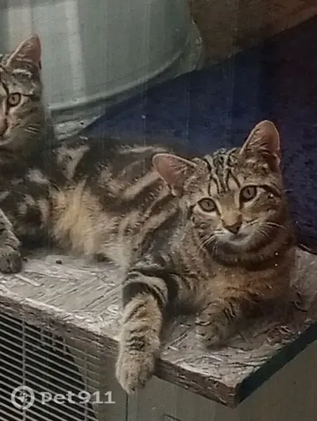Lost male cat, Cape May Court House, New Jersey, Cape May Court House — brown tan tabby - photo