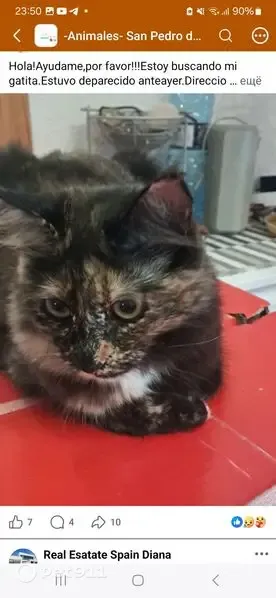 Gato perdido, Calle Río Garona, 4, San Pedro del Pinatar, Murcia — hembra muy tímida - photo