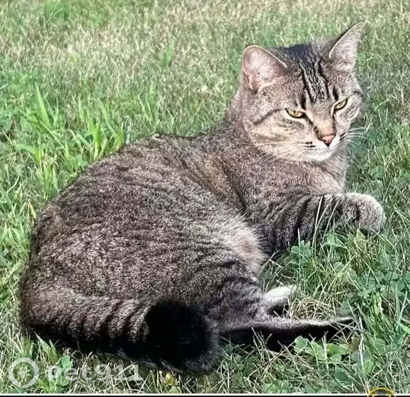 Lost female cat, Primrose Lane, 309, Flushing — grey tabby with green eyes - photo