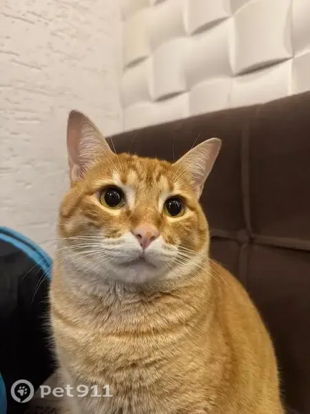 Gato perdido, Avenida Lúcio Bittencourt, 1410 — laranjinha e rajado - photo