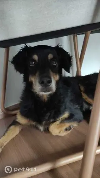 Encontrado cachorro, Rua Campo Grande, 3680 — dócil e obediente - photo