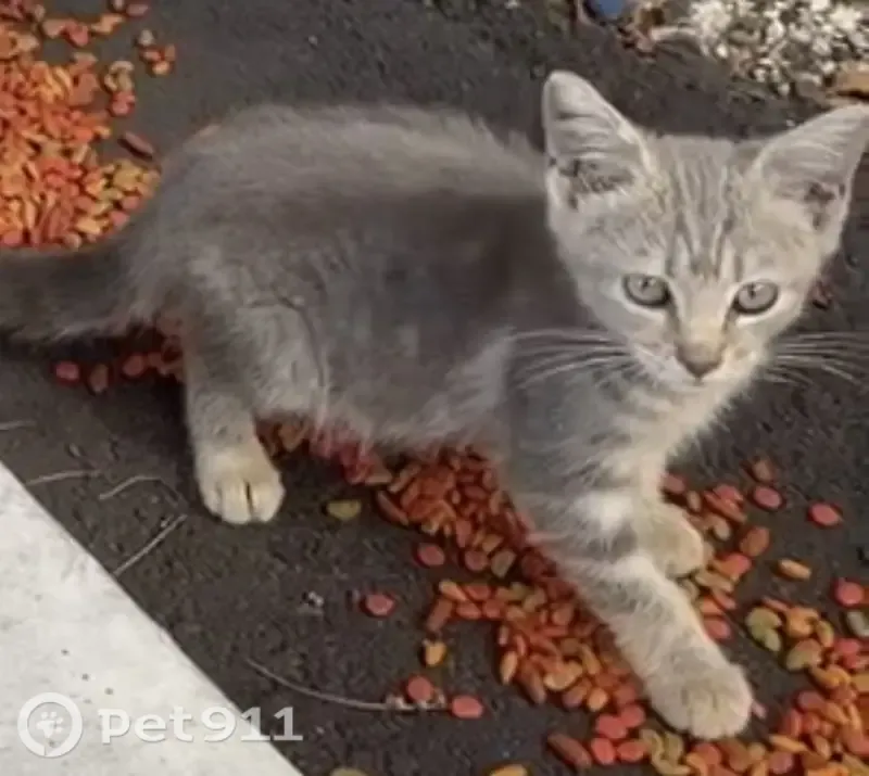 Lost cat, East 46th Street, Hialeah, Washington — gray, around 2 months old - photo