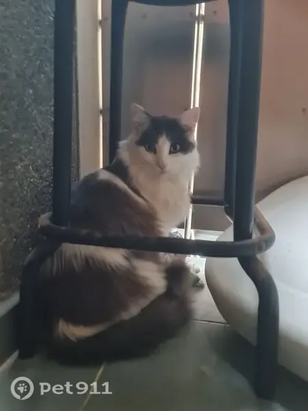Gato encontrado, Calle Doctor Alfonso Chiscano Díaz, 16, Las Palmas de Gran Canaria — macho y gigante noruego - photo