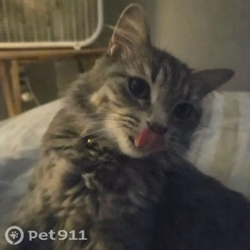 Lost female cat, Lyle Court, 1637, Parkville — gray fur and green eyes - photo