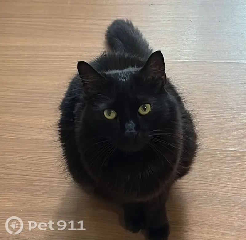 Gato perdido em Vespasiano, Minas Gerais — atende por Negão ou Papai - photo