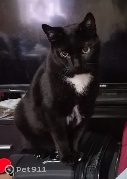 Lost cat, Brighton 7th Street, 3046, Manhattan — male with a white spot on his left front paw - photo