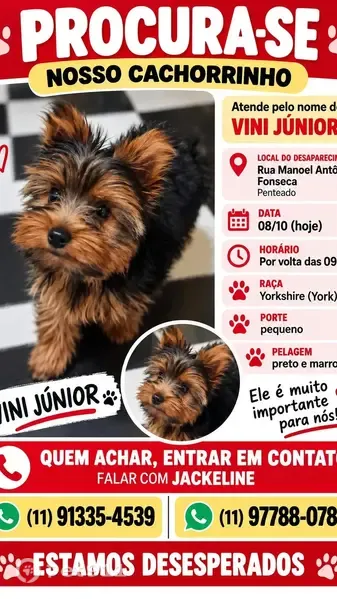 Cachorro perdido, Rua Manoel Antônio Fonseca, São Paulo — filhote macho de Yorkshire - photo