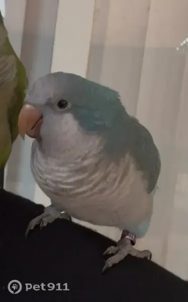 Lost bird, Southwest 85th Lane, 16552, Miami — blue Quaker parrot with a purple identification ring - photo