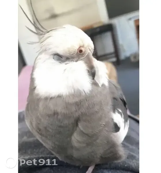 Lost bird, North Diversey Boulevard, 5235, Whitefish Bay — hand-tamed cockatiel - photo