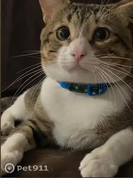 Gato perdido, macho, Violeta, 119, Veracruz — cola mocha y ojos verdes - photo