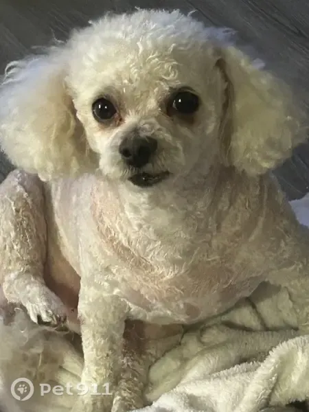 Lost dog, male, Sun City West — friendly white toy poodle - photo