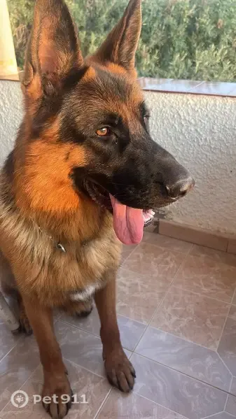 Perro perdido, macho, Calle Dragonera, El Campello — lleva un collar de cadena - photo