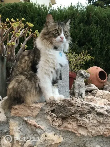 Gato perdido, Carrer Balears, 48, Vallirana, El Prat de Llobregat — pelo gris y patas blancas - photo