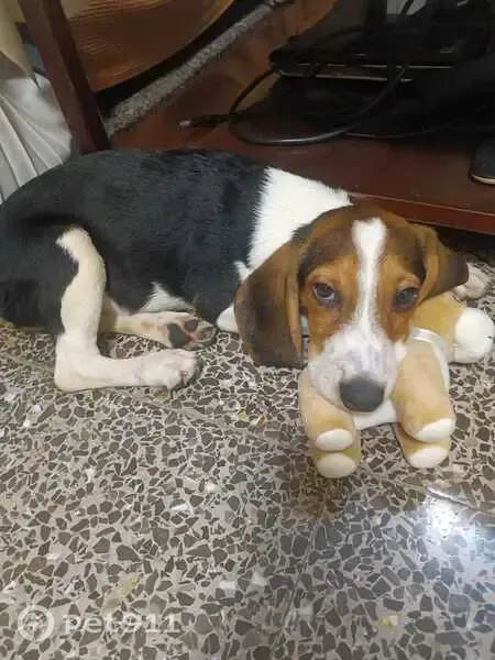 Perro perdido, Carrer Vicente Alexandre, s/n, Alicante — blanco, ágil y delgado - photo