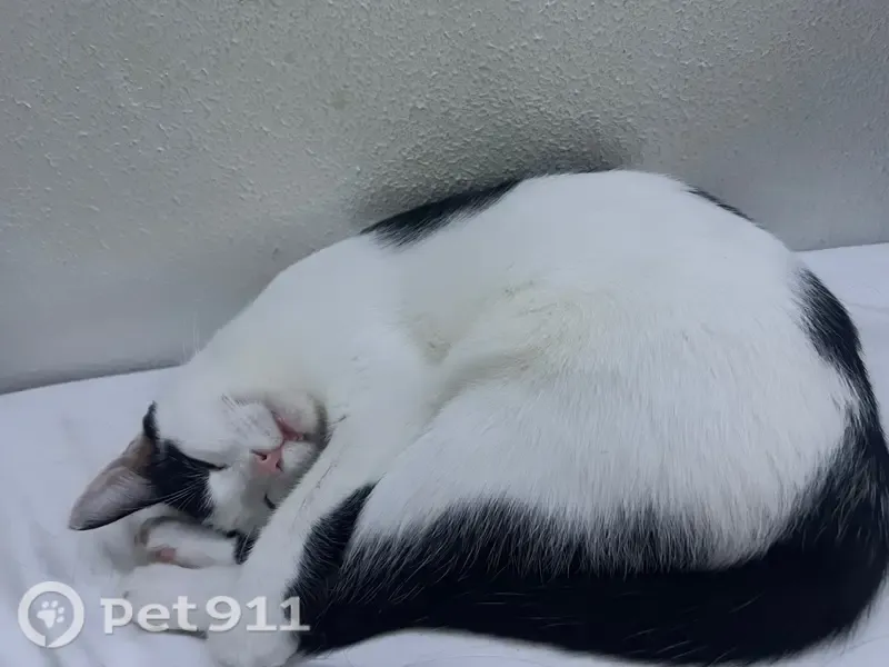 Gato perdido, hembra, Carrer de Quevedo, 9, Guadassuar, Algemesi — muy cariñosa - photo