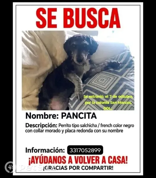Perdido perro, Monte de La Luna, Guadalajara, Zapopan — hembra de talla mediana - photo