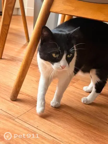 Lost cat, Hilltop Road, Caversham — 11-year-old female - photo
