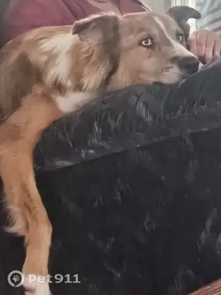 Lost Dog, West Flower Street, 13018, Avondale, Avondale — female with light blue eyes - photo