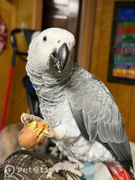 Lost Bird, Whaley Drive, 1201, Gainesville, Dallas — female Africa Grey that whistles and barks - photo