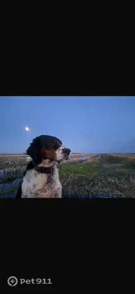 Perro perdido, Riudoms, Cataluña, Sama — se llama Chico y es miedoso - photo