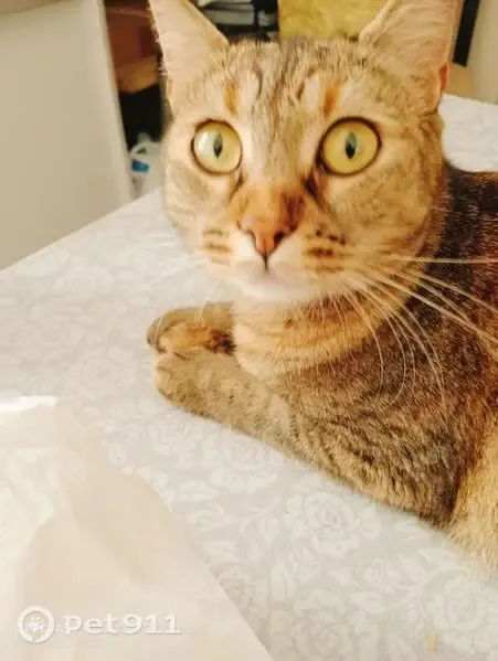 Gato perdido, Plaça Major, Olot — atigrado, marrón, gris y beige - photo