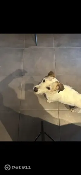 Lost dog, male, Chemin de Bielle, Saint-Loubouer, London — white Parsons Jack Russell - photo