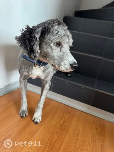Encontrado perro hembra, Eje Vial 5 Sur, 29, Ciudad de México, Colonia Nativitas — mediana tipo poodle - photo