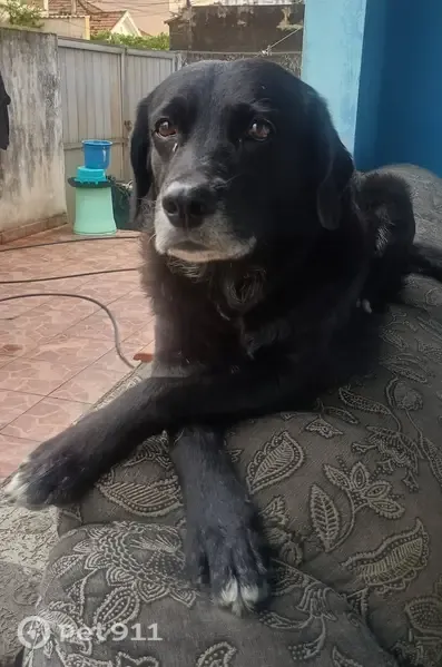 Cachorro perdido, Rua Ubiraci, Rio de Janeiro — macho dócil e preto - photo