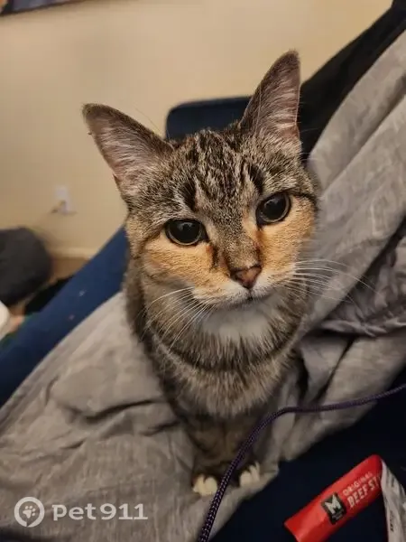Lost Cat, Female, South Kenney Fort Boulevard, 1100, Round Rock — Orange Cheeks and One Orange Leg - photo