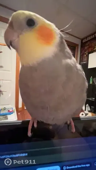 Lost bird, Katahdin Avenue, 317, Millinocket, Bangor — male with a light pink beak - photo