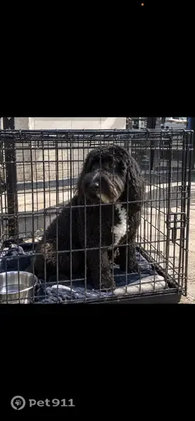 Lost dog, East Lone Tree Parkway, Eagle Mountain, Phoenix — male black poodle with white on the front - photo
