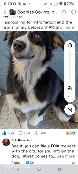 Lost dog, female, East 4th Street, 288, Benson, Benson — adopted by Benson Animal Shelter - photo