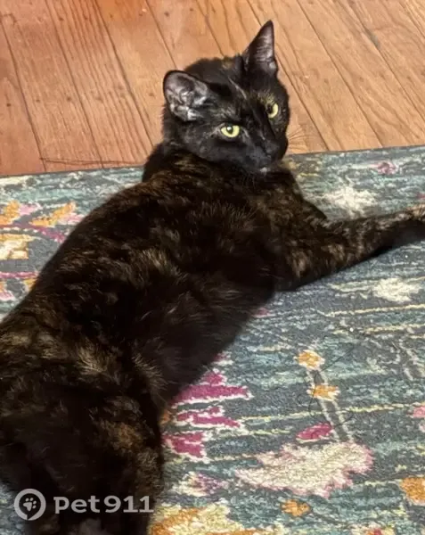 Lost cat, West Coulter Street, 510, Philadelphia — female tortoiseshell cat - photo