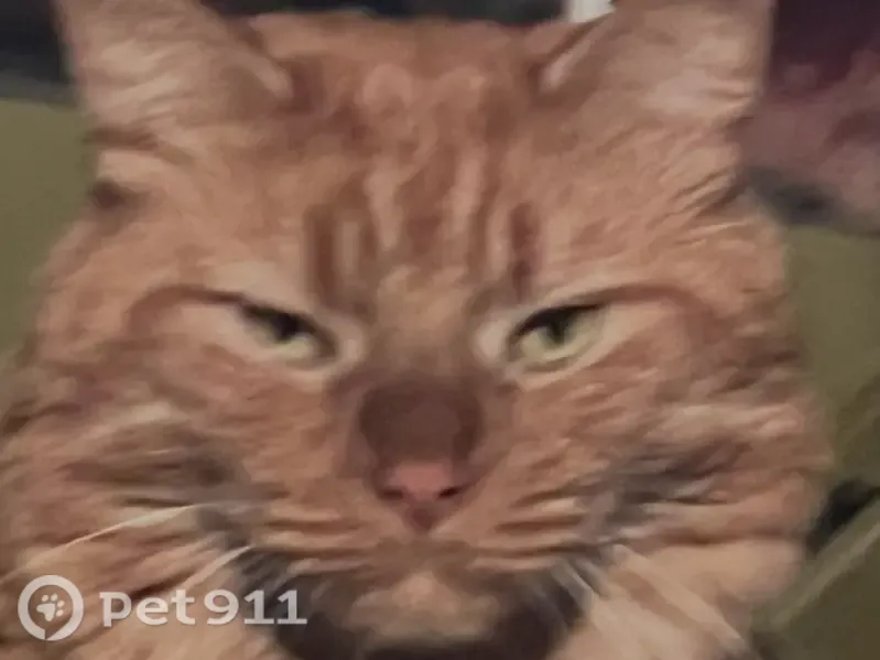 Lost male cat, Brookfield, Connecticut, Newtown — extra toes - photo