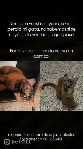 Gato perdido, hembra, Calle General Bravo, 8, Carrizal, Madrid — responde al nombre de Arya - photo
