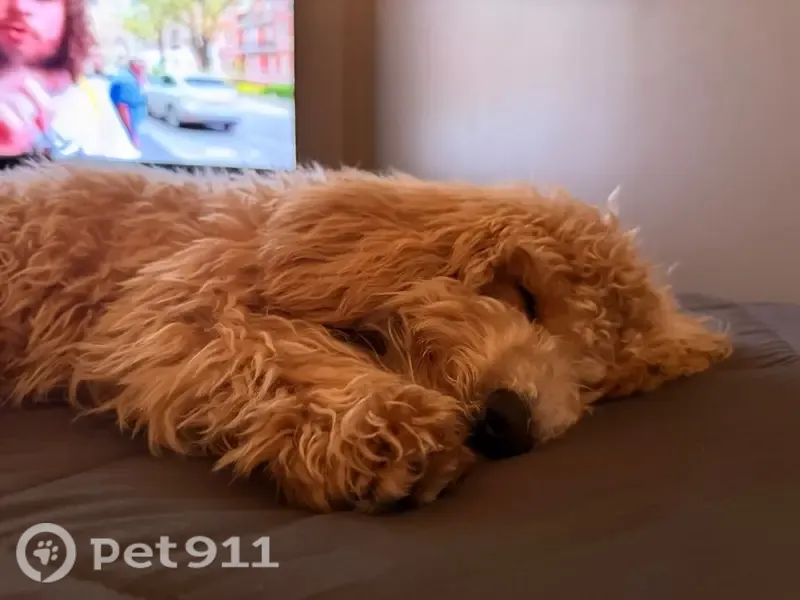 Lost dog, Fischer Boulevard, 758, Toms River, Manhattan — answers to Cookie or Cookiño - photo