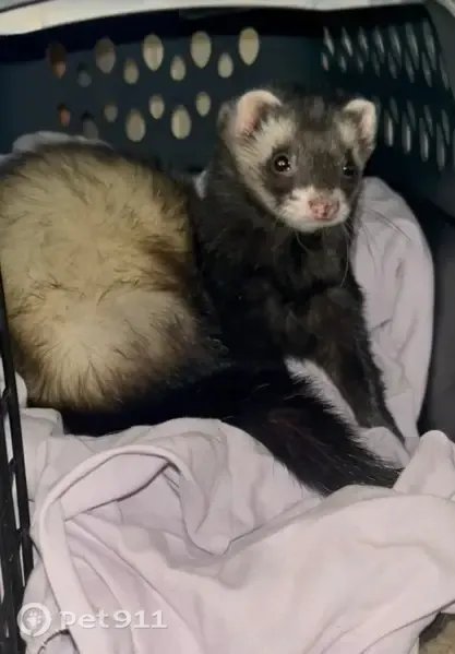 Lost bird, Fremont Drive, 4202, Killeen — male, sable mask - photo