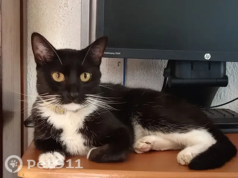Gato perdido, Sierra de Gurgueya, 62, Veracruz — pequeño y con collar rosa - photo