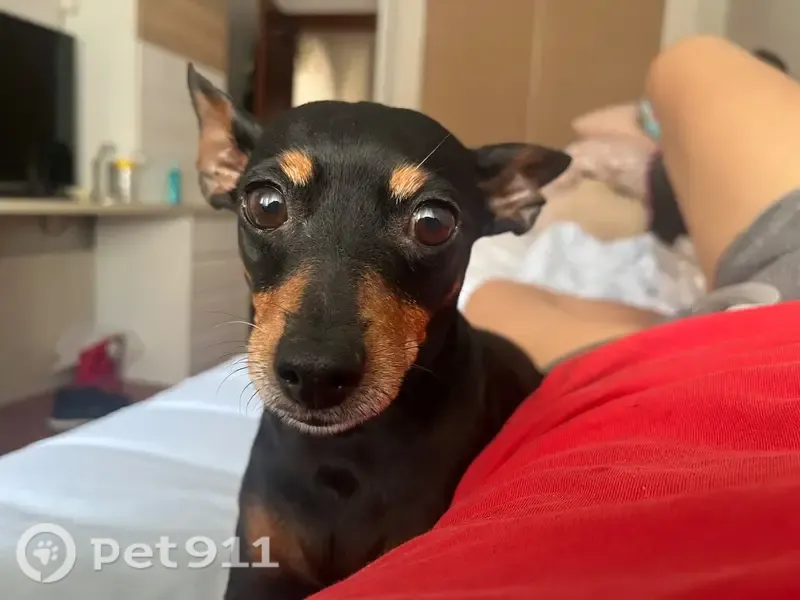 Perro perdido, Calle Ciudad de Andújar, 17, Málaga, Malaga — hembra sin rabo - photo