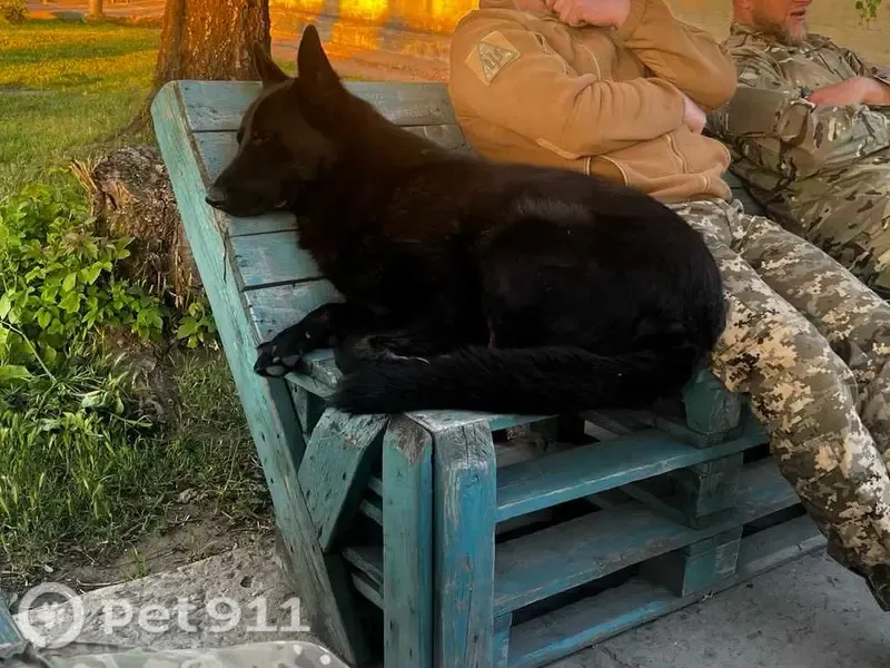 Зникла собака, самець, Луцька вулиця, Зміїнець — чорна вівчарка - photo