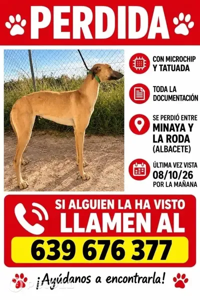 Perro perdido en Madrid — galga con microchip y tatuaje - photo
