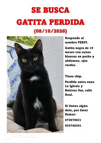 Gata perdida, Calle Real, 12, Parla — negra, con ojos verdes - photo