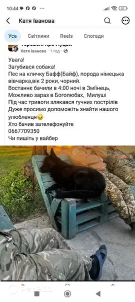 Зникла собака, Боголюби, Боголюби — чорна німецька вівчарка - photo
