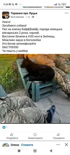 Зникла собака, Милуші — самець німецької вівчарки - photo