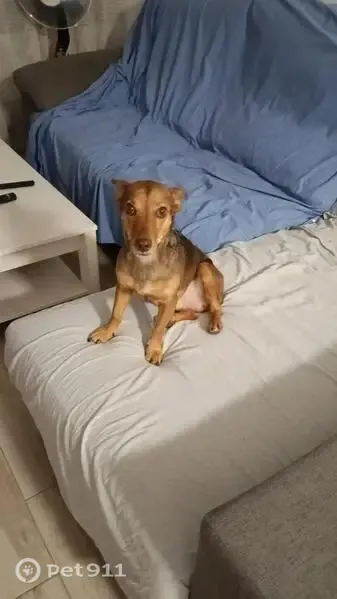 Perro perdido, Vereda del Fatego, Cieza — pequeño y miedoso - photo