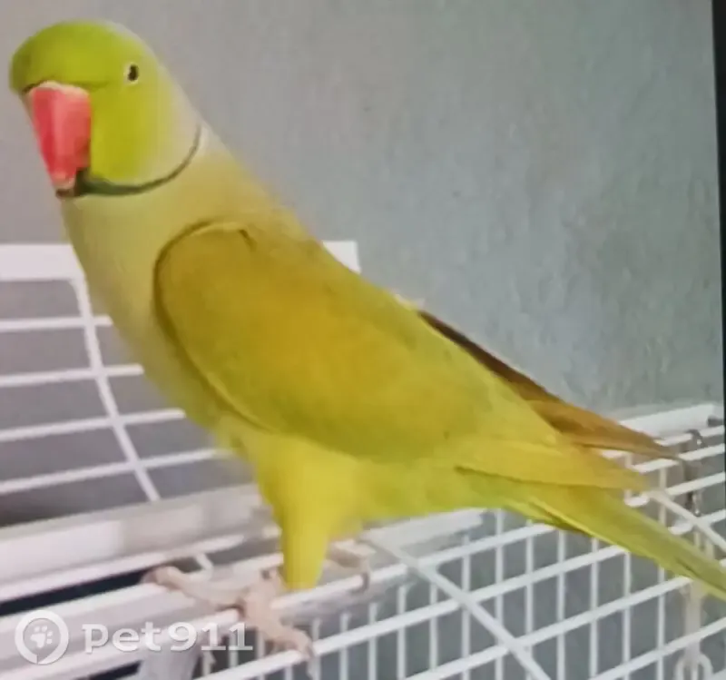 Lost Bird, Ponderosa Avenue, 32816, DeLand, Apopka — answers to squeakers - photo