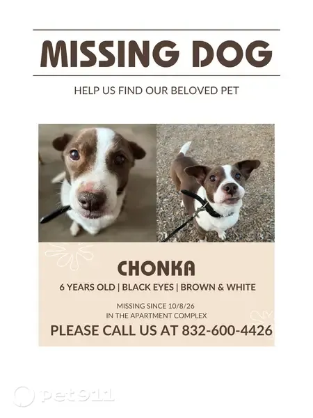 Lost Dog, Harvest Corner Drive, Texas, Richmond — female Jack Russell Terrier - photo