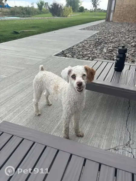 Lost dog, East 800 North, Idaho, Menan — female mini Aussie doodle with blue eye - photo